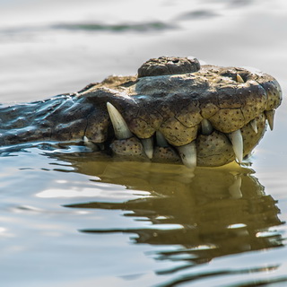 Tarcoles river - Closeup crocodile